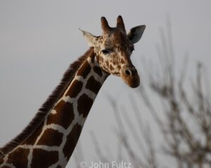 Giraffe - Kenya, Africa