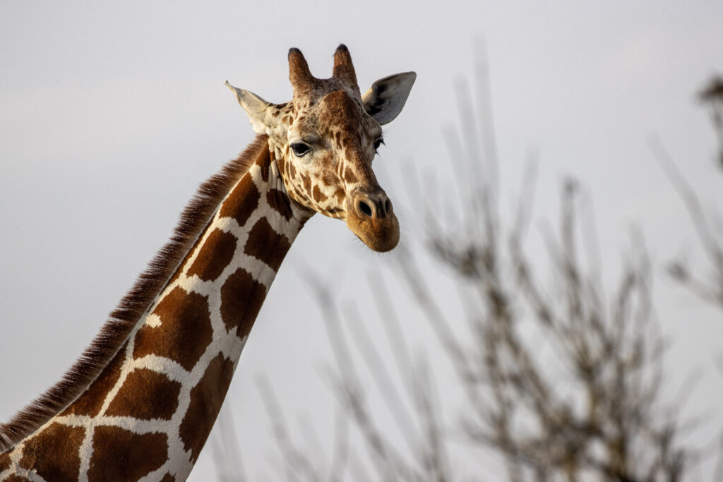 A giraffe is looking at the camera with trees in the background.