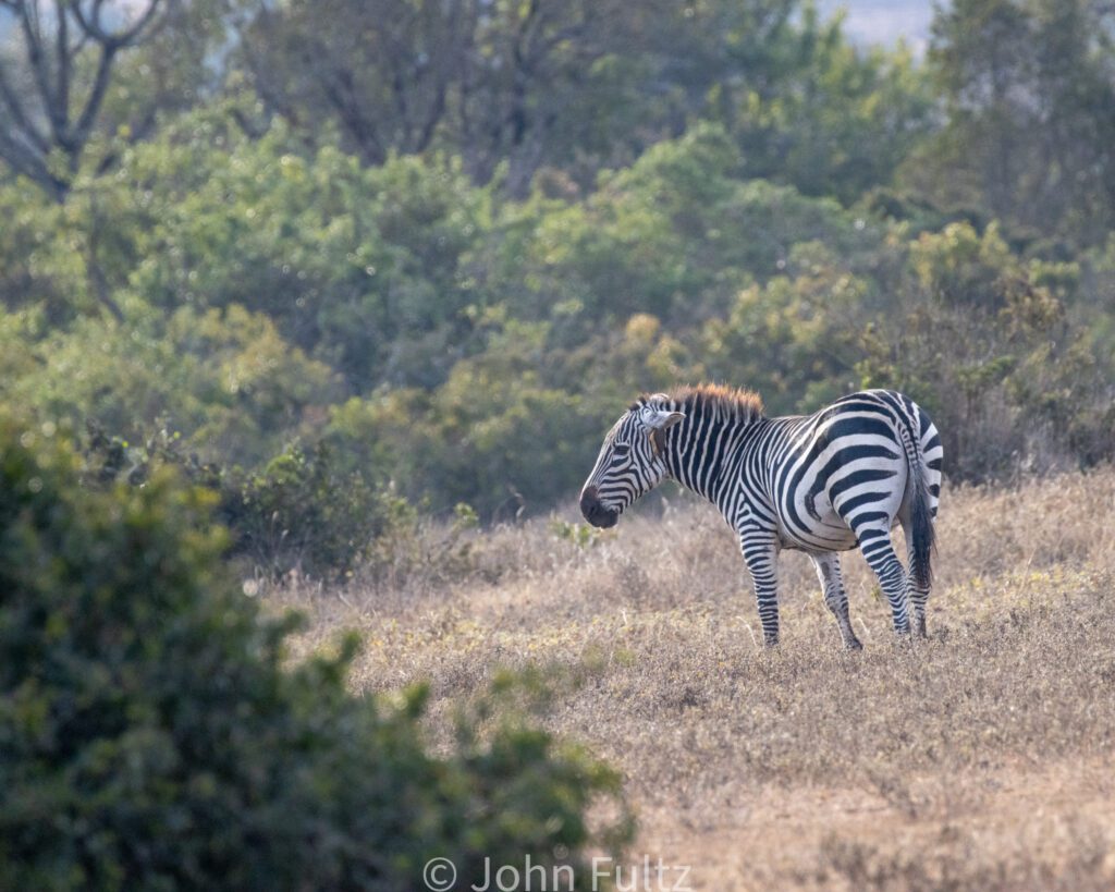 A zebra standing in the grass near some trees.