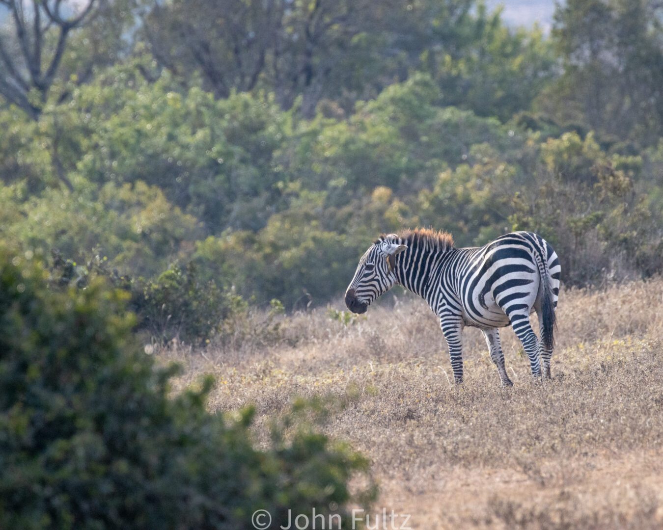 Zebra – Kenya, Africa