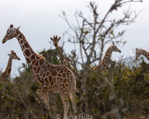 Two giraffes standing in a field with trees