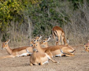 A group of deer laying in the dirt.