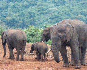 A herd of elephants walking across the dirt.