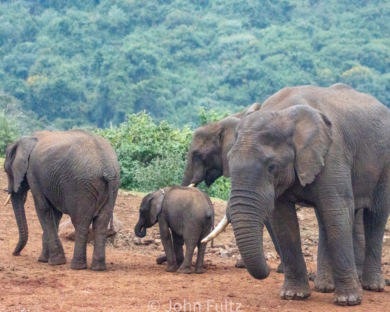 African Elephants with Calf – Kenya, Africa