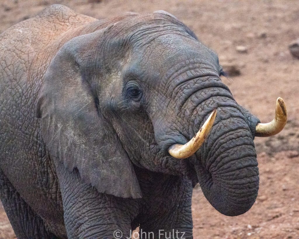 A close up of an elephant with its trunk in his mouth