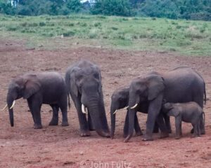 A herd of elephants standing on top of a dirt field.