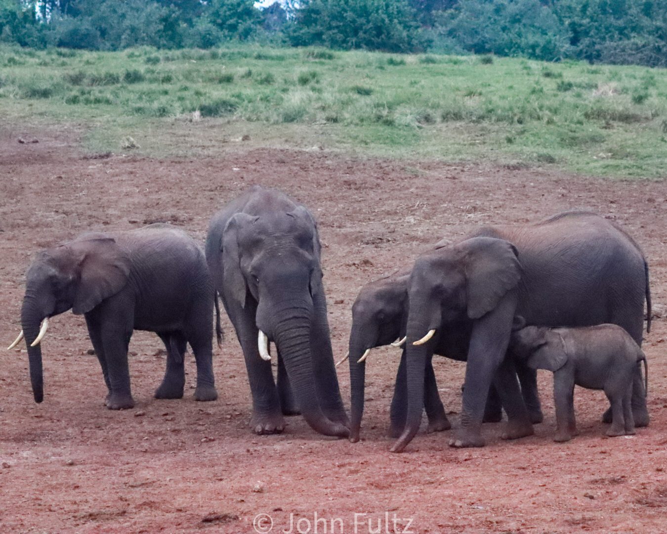 African Elephants with Calf – Kenya, Africa