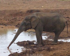 A elephant is standing in the mud near water.