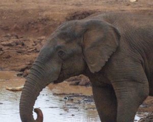 An elephant standing in a puddle of water.