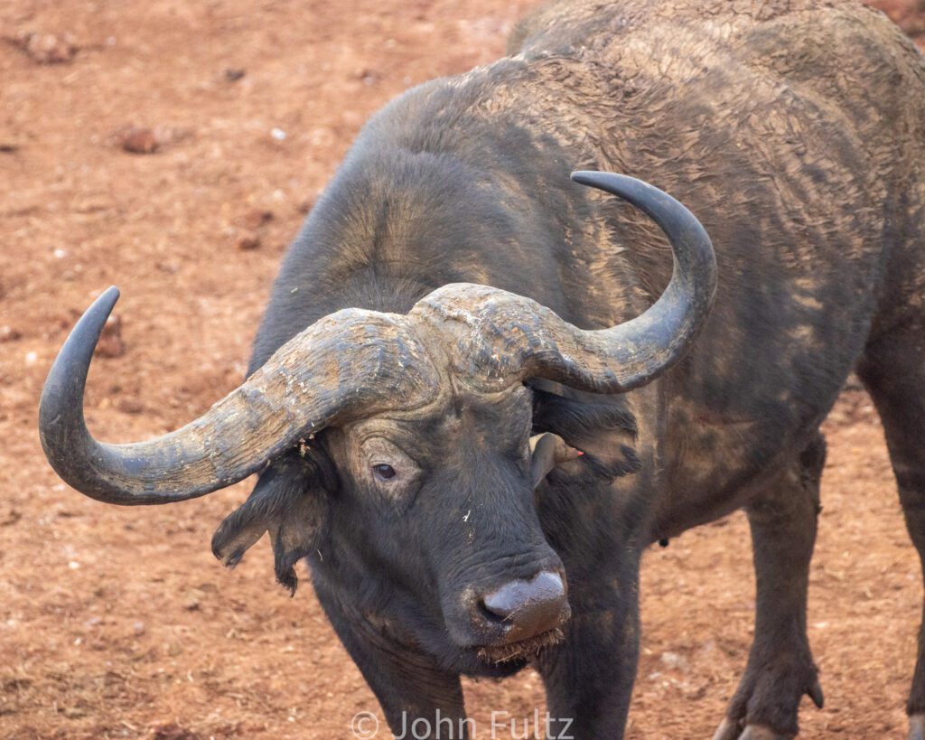 A large bull with horns is standing in the dirt.