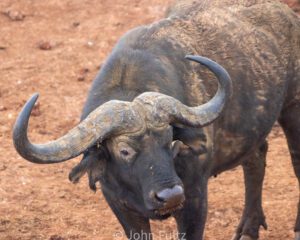 African Water Buffalo