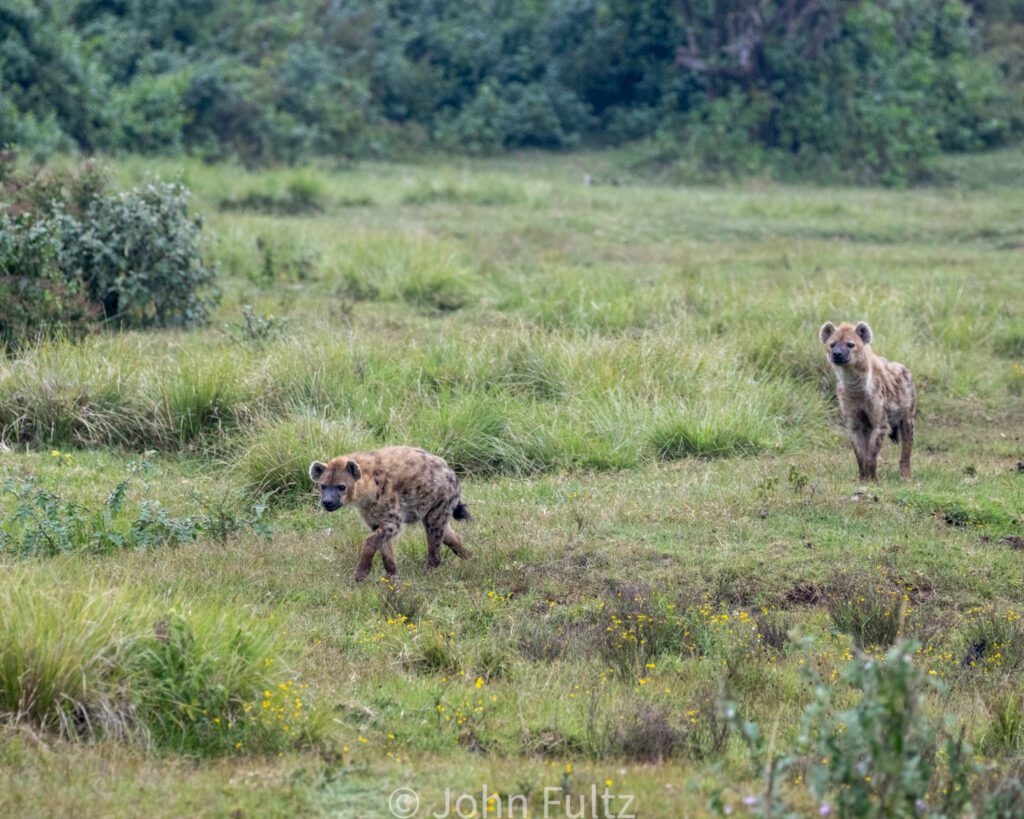 Two hyenas walking in a field with trees behind them.