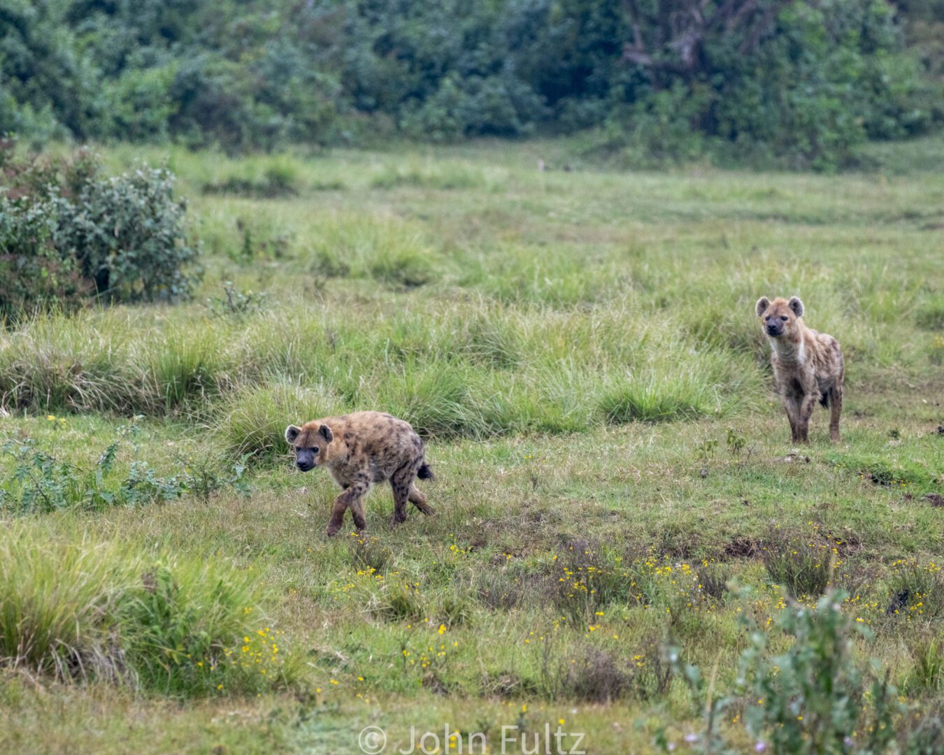 Hyena – Kenya, Africa