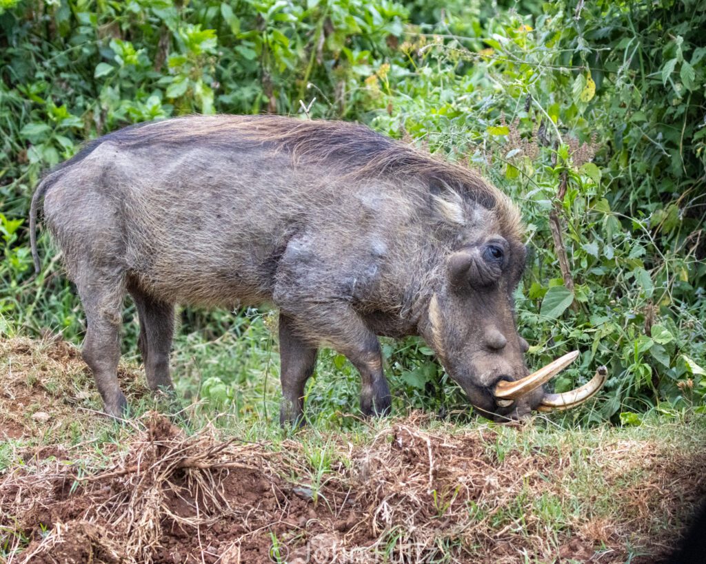 A boar with tusks standing in the grass.