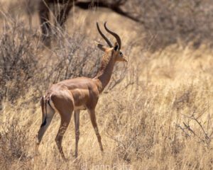 A gazelle standing in the middle of some tall grass.