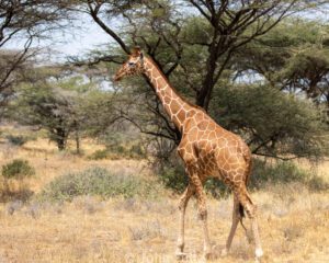 A giraffe walking in the grass near trees.