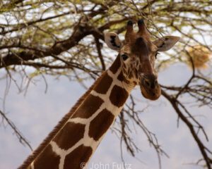 A giraffe standing next to a tree with its head up.