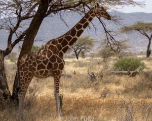 A giraffe standing in the grass near trees.