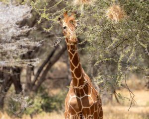 A giraffe standing next to some trees in the wild.