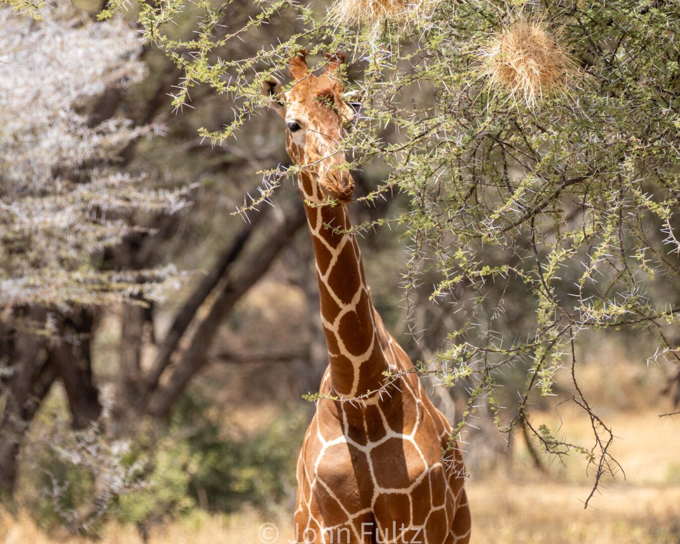 Giraffe – Kenya, Africa