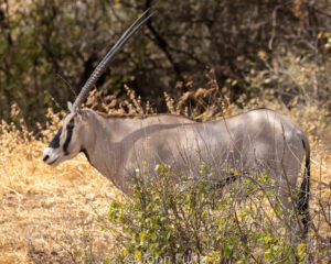 A horned animal standing in the grass near some bushes.