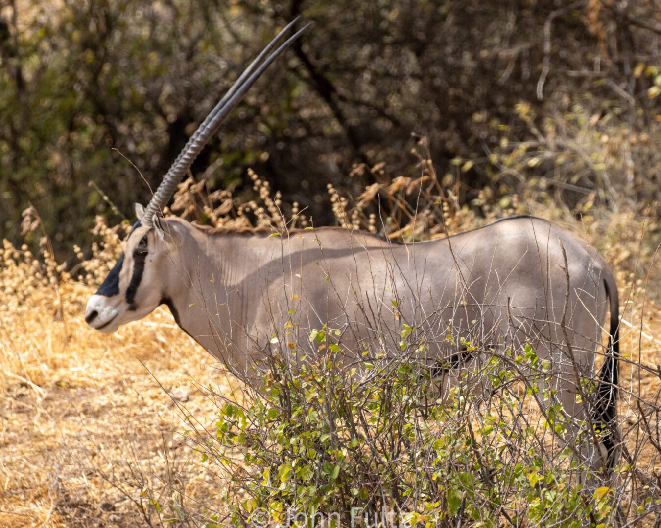 Oryx Beisa – Kenya, Africa