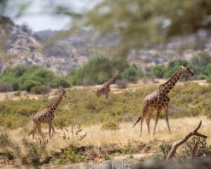 Three giraffes walking in a field with trees