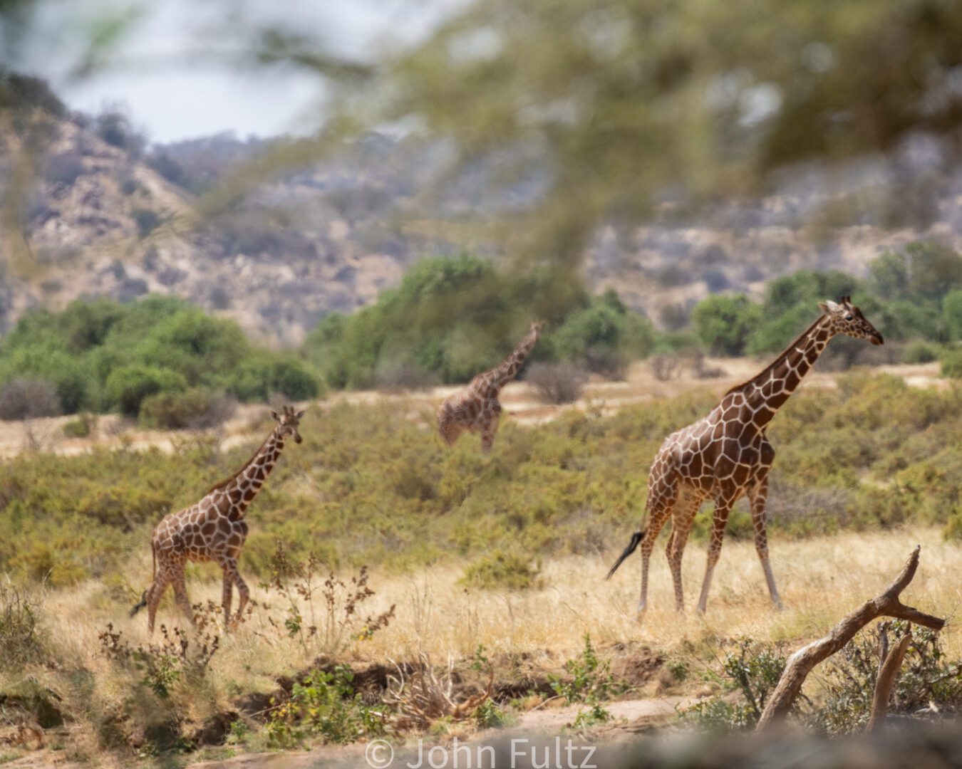 Giraffes – Kenya, Africa