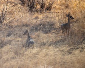 Two deer standing in a field with tall grass.