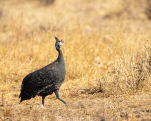 A black bird walking in the grass near some tall dry plants.