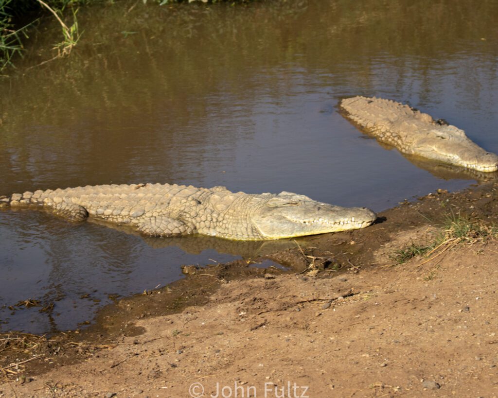 Two large crocodiles in a body of water