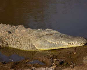 A large Nile Crocodile is laying in the water.