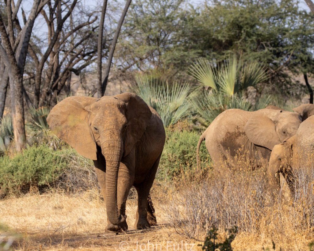 Two elephants walking in the grass near some trees.