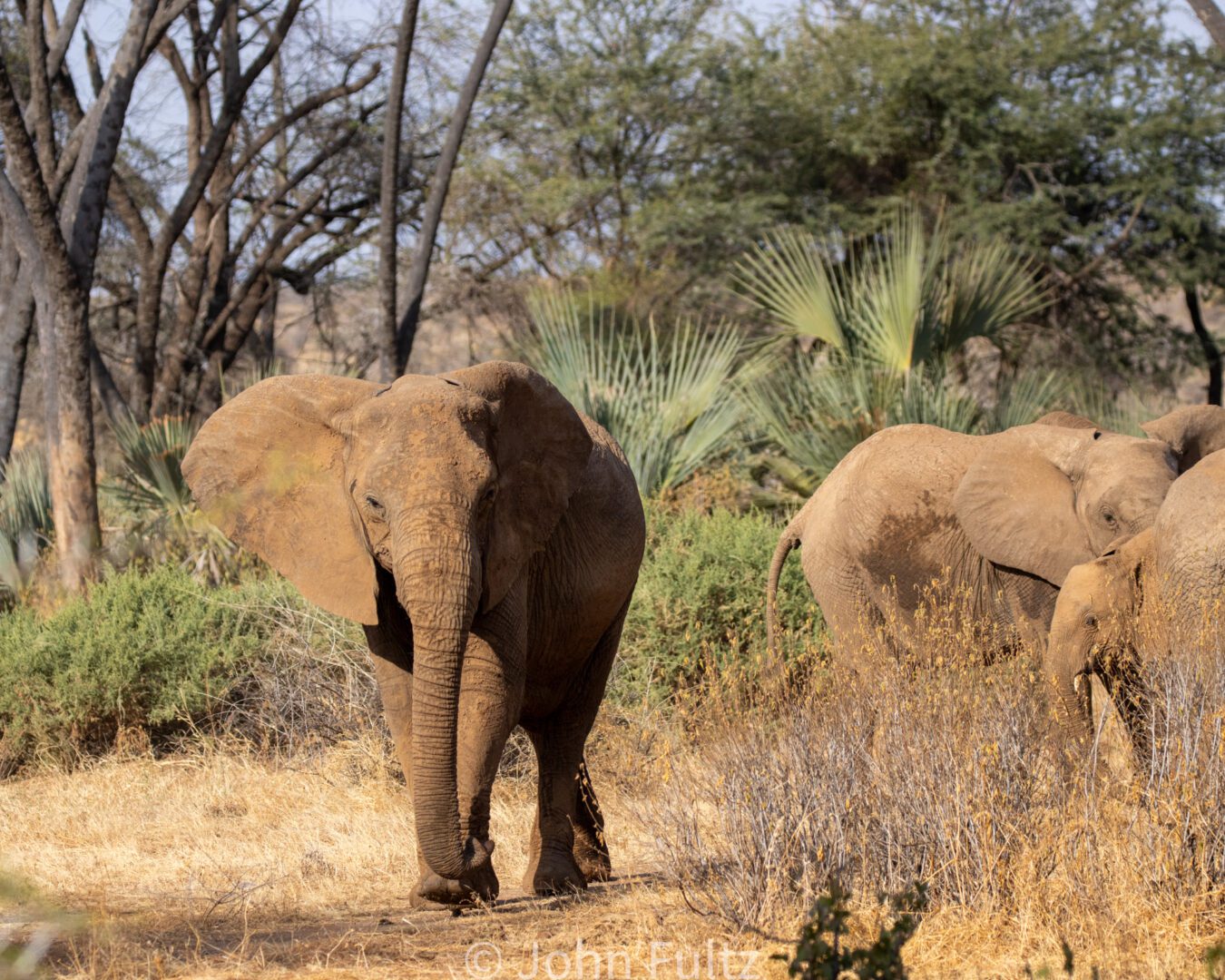 African Elephants – Kenya, Africa