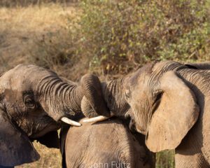 Two elephants are standing in the grass.