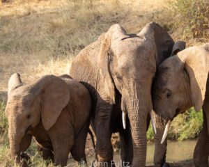 A couple of elephants are standing in the grass