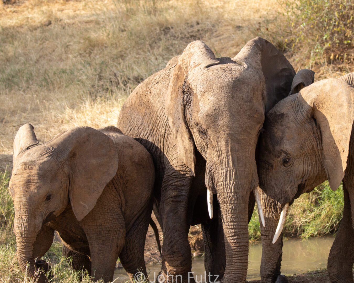 African Elephants – Kenya, Africa