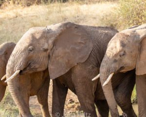 Three elephants standing in a field with trees behind them.