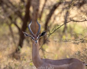 A close up of the head and neck of an antelope