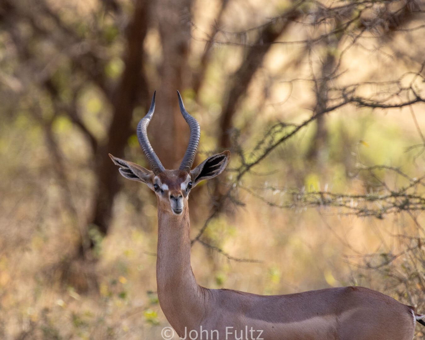 Gerenuk, or Giraffe Gazelle – Kenya, Africa