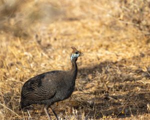 A bird walking in the grass near some dry grass.