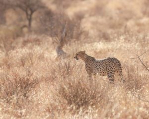 A cheetah standing in the middle of a field.