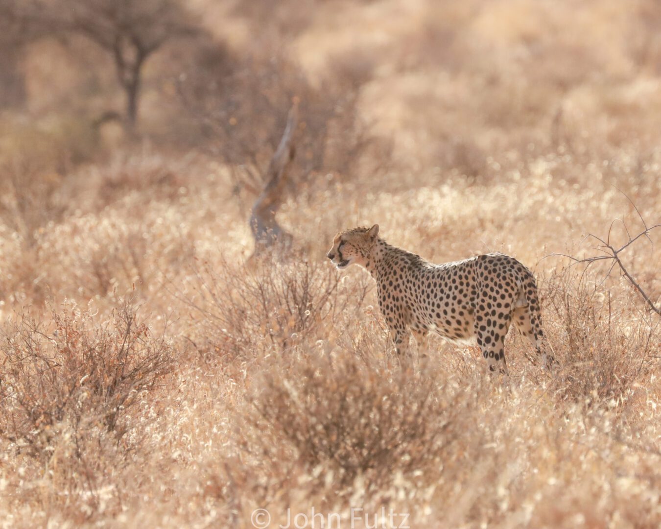 Female Cheetah – Kenya, Africa