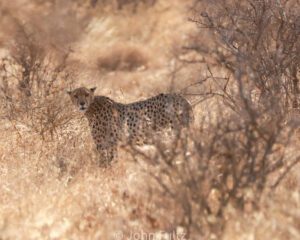 A cheetah standing in the brush looking at something.