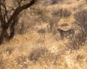 A lone animal in the middle of an open field.