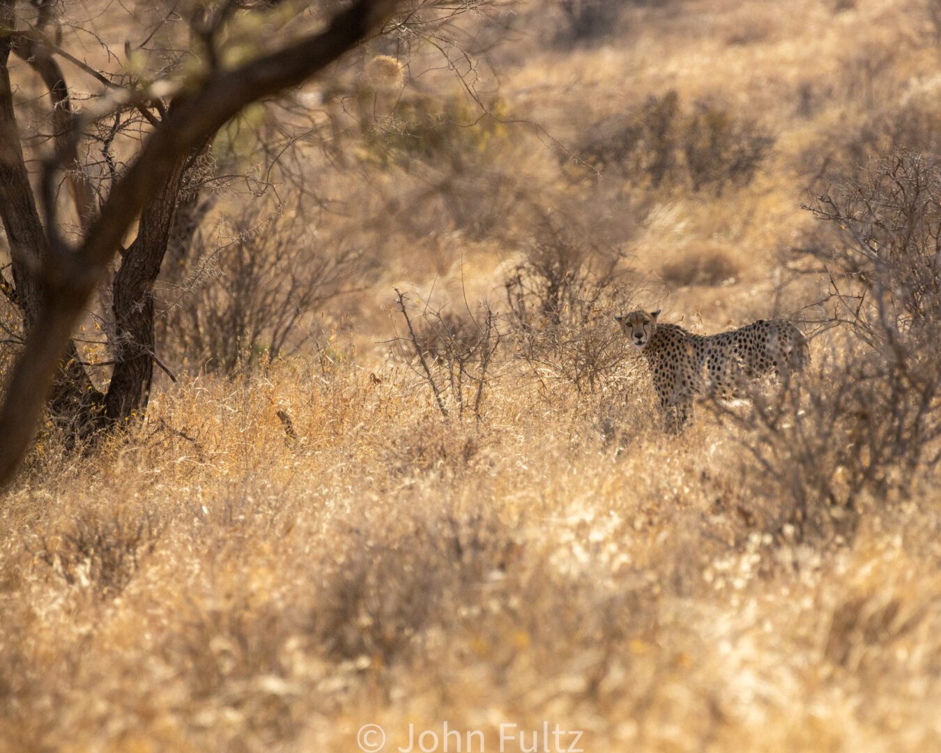 Female Cheetah – Kenya, Africa