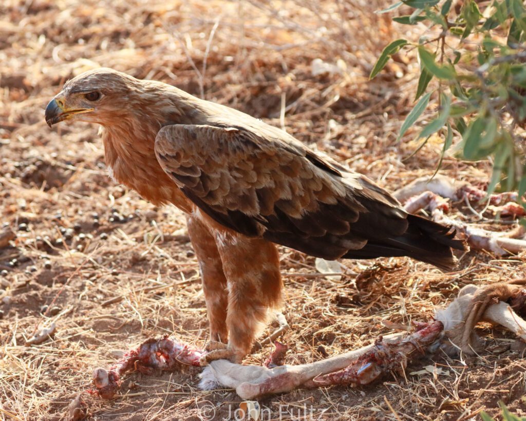 A hawk standing on the ground eating food.