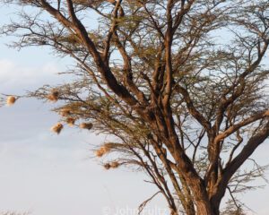 A tree with many birds sitting in it