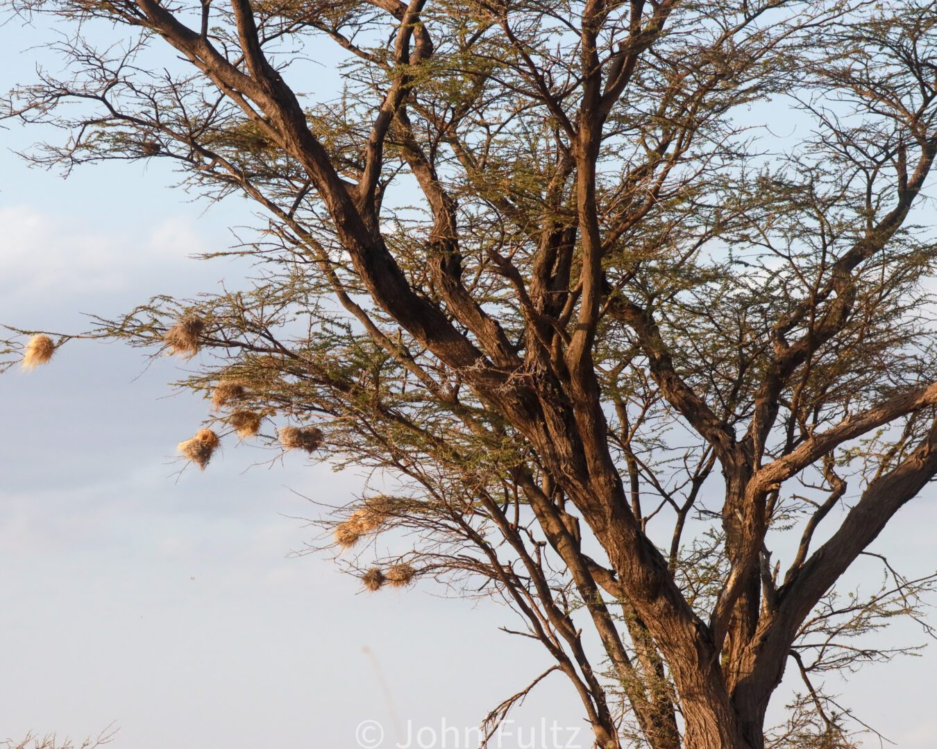 Weaver bird nests in an acacia tree – Kenya, Africa