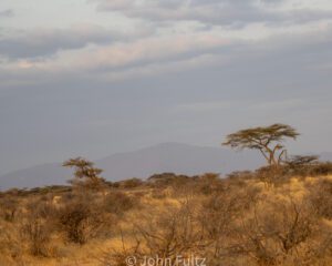 A view of some trees in the desert.